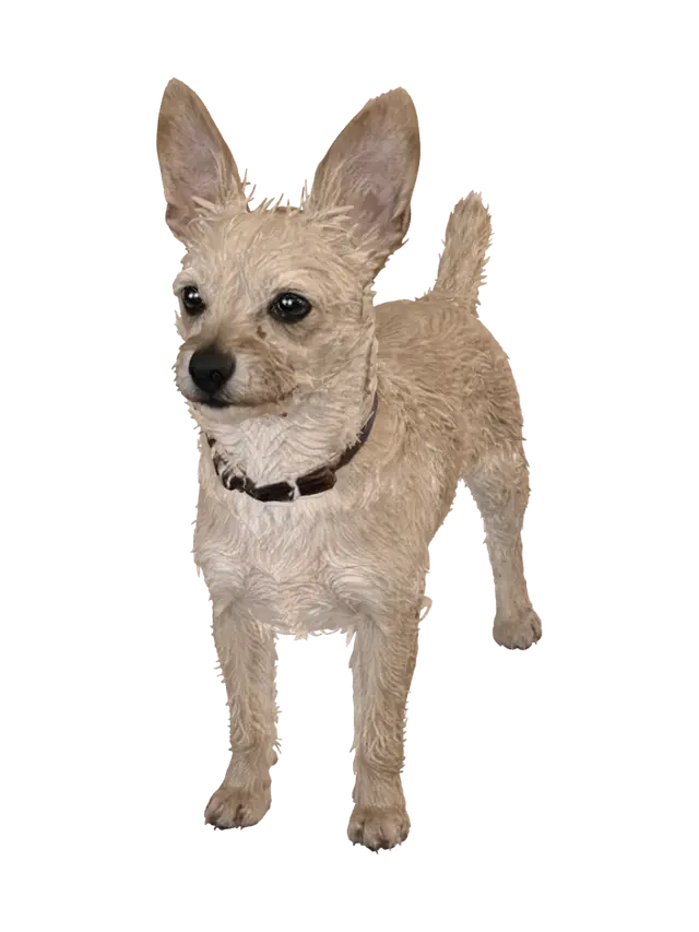 3D model for Curious Canine