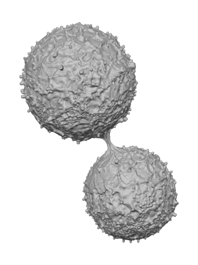 3D model for Cellular Fusion