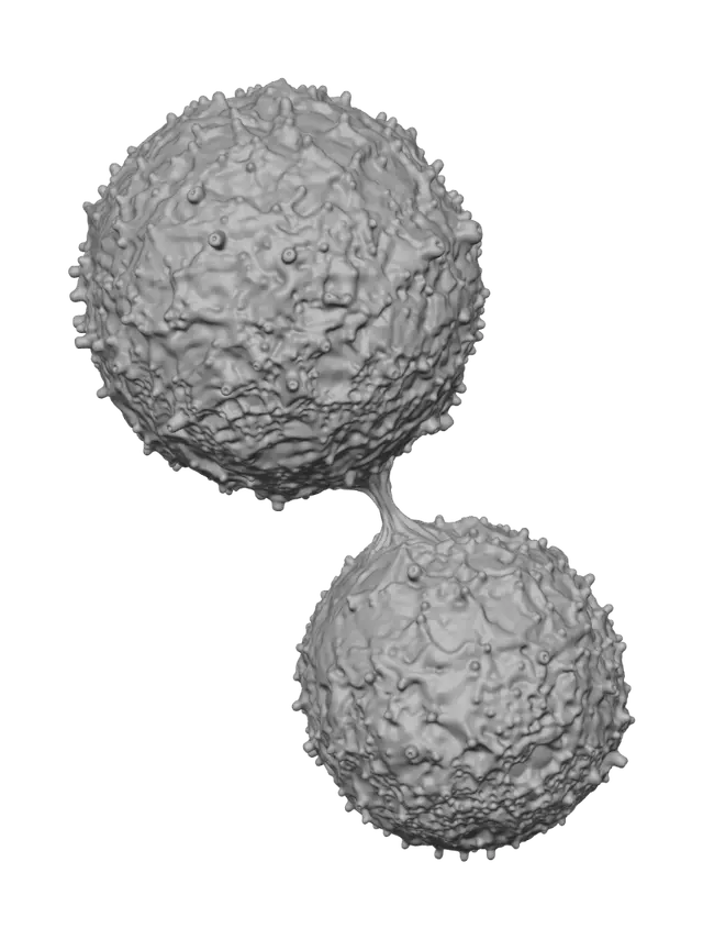 3D model for Cellular Fusion