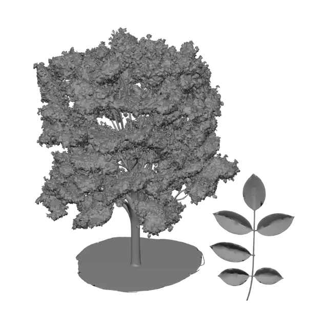 3D model for Texas Ash