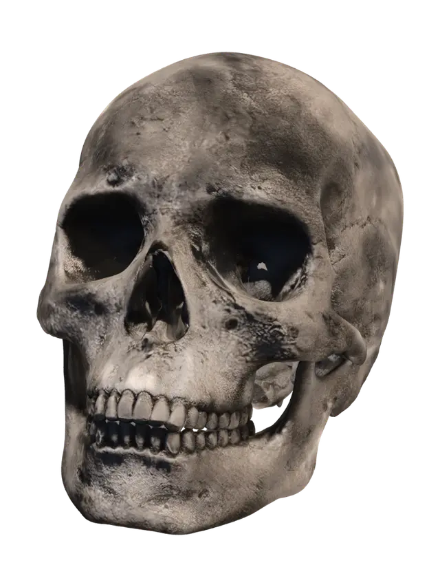 3D model for Timeworn Skull