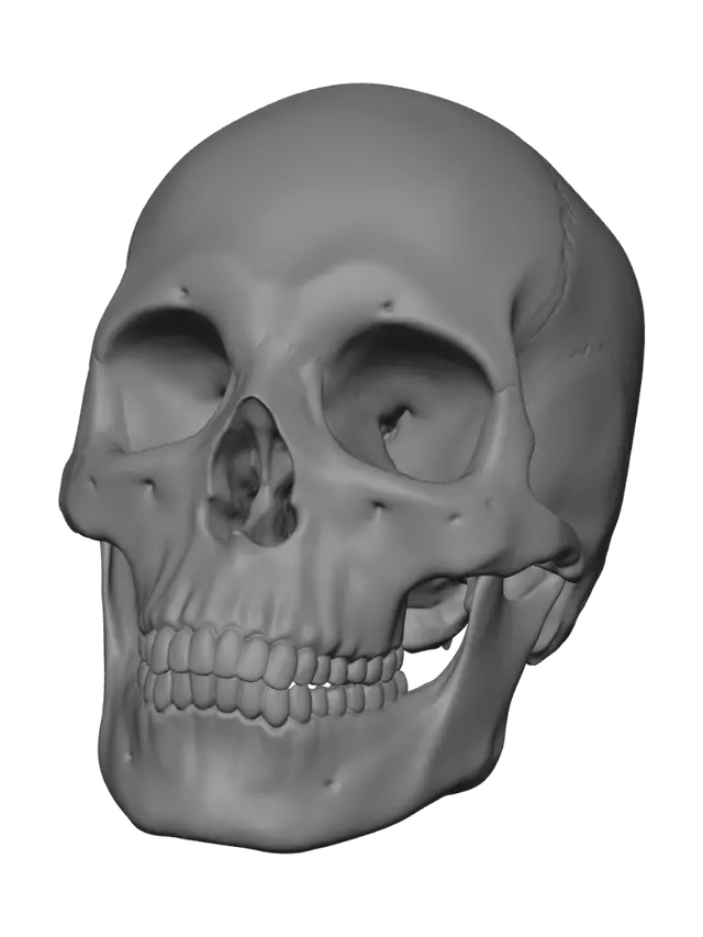 3D model for Timeworn Skull