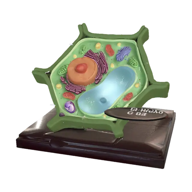 3D model for Plant Cell Diagram