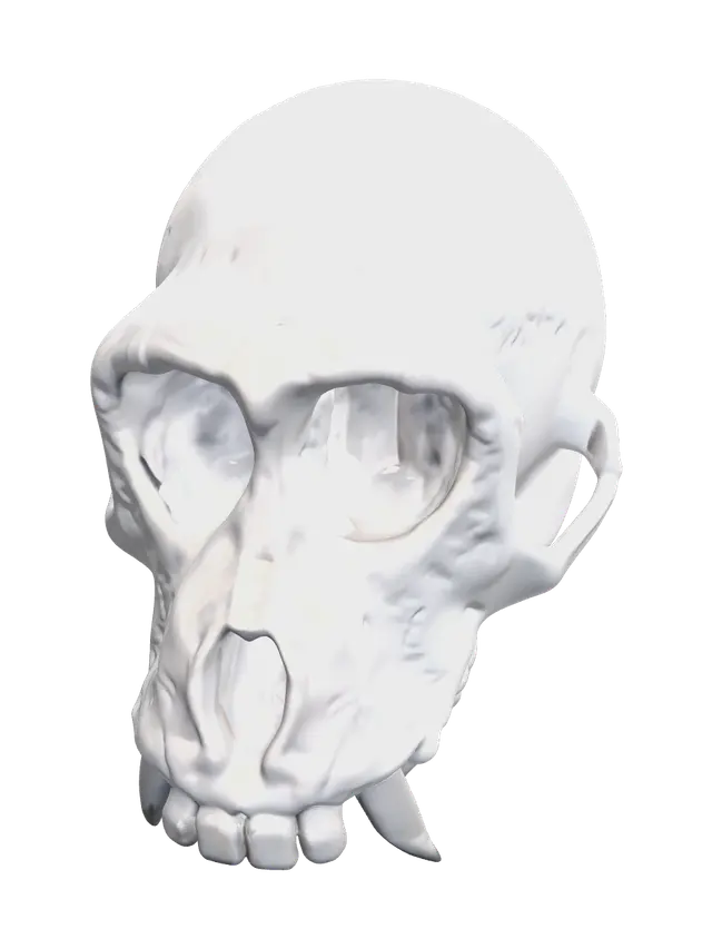 3D model for Weathered Skull Diagram