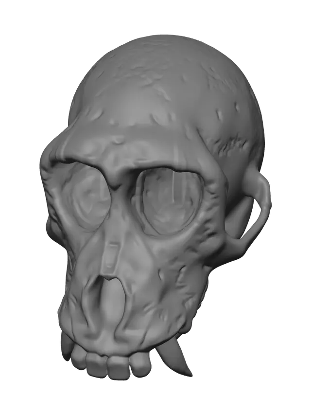 3D model for Weathered Skull Diagram