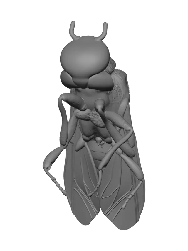 3D model for Golden-winged Fly