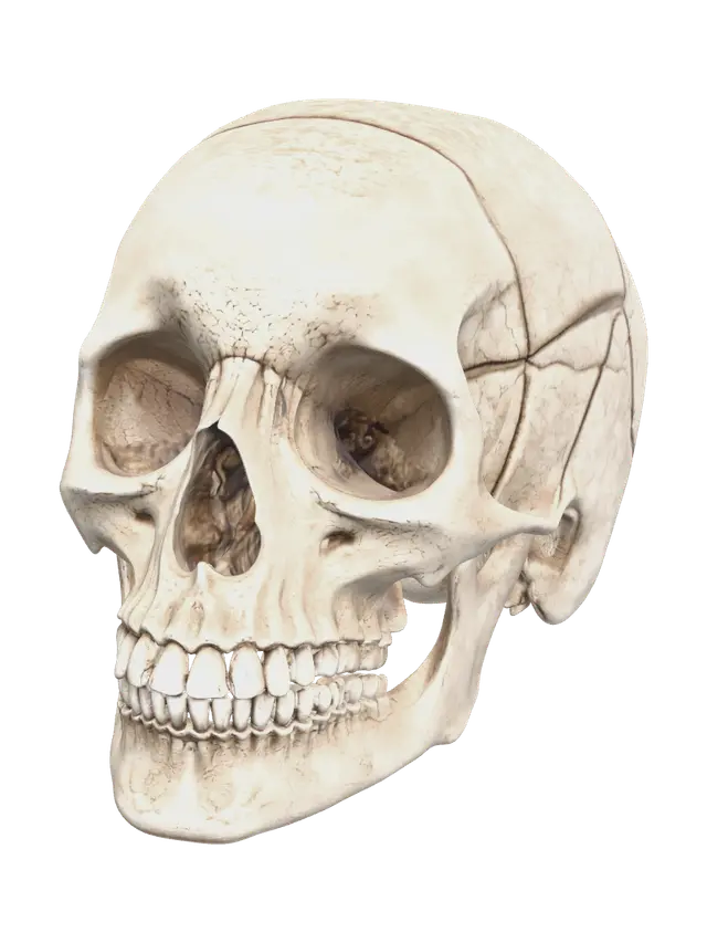 Realistic Human Skull Anatomy 3D model, vytvořený pomocí AI