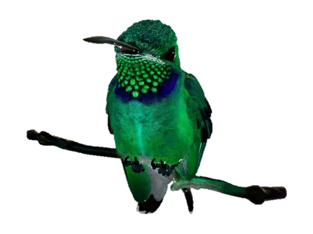 3D model for Emerald Hummingbird