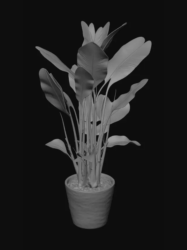 3D model for Bird of Paradise by the Window