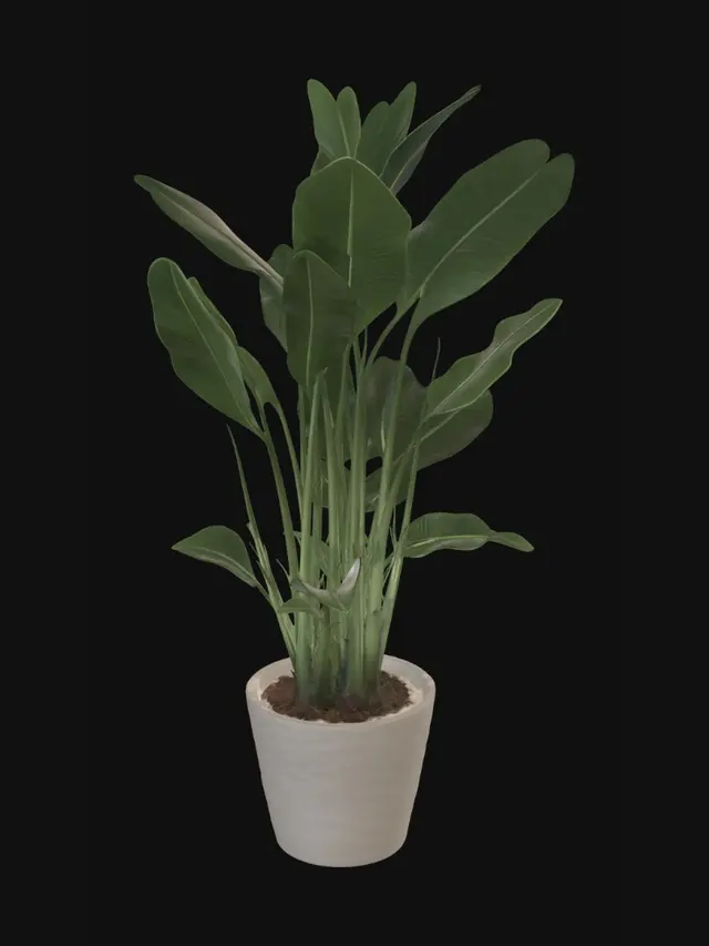 3D model for Bird of Paradise by the Window