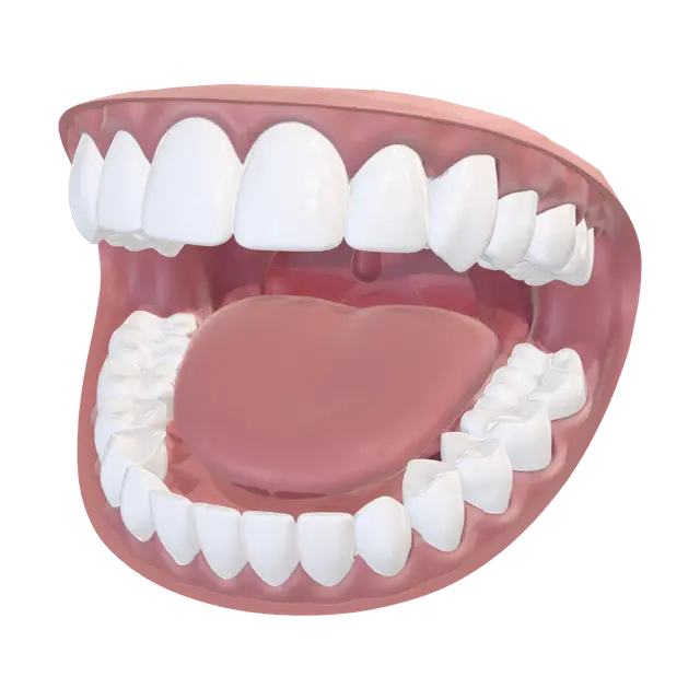 3D model for Open Mouth Dental Model