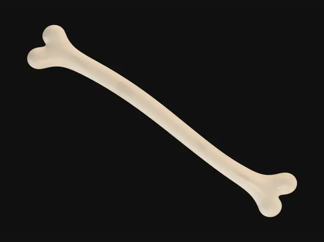 3D model for long bone