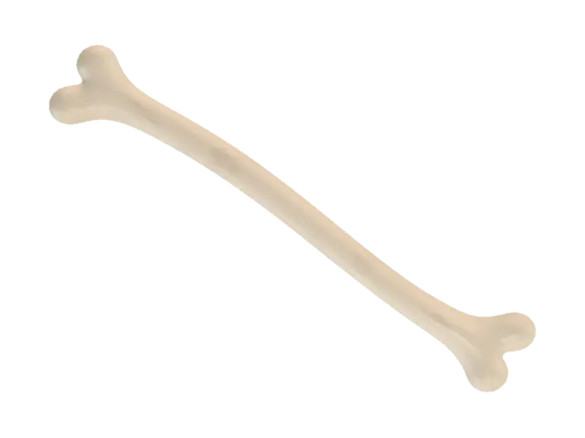 3D model for long bone