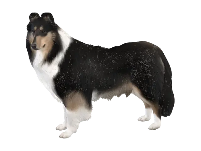 3D model for Snowy Sheltie