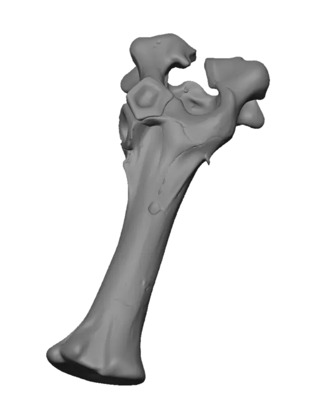 3D model for bone