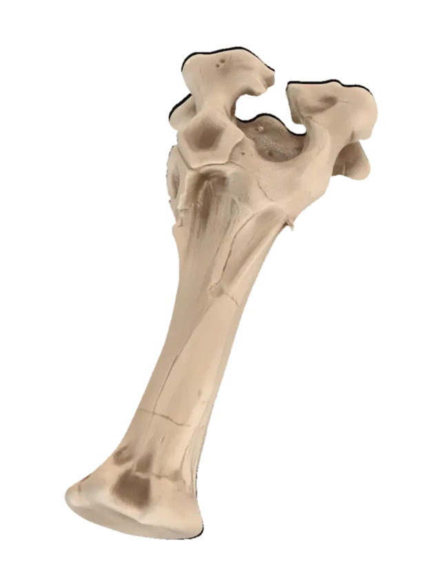3D model for bone