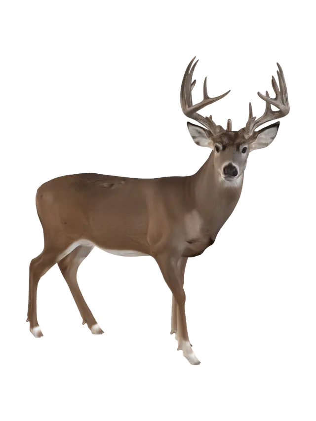 3D model for Winter Stag