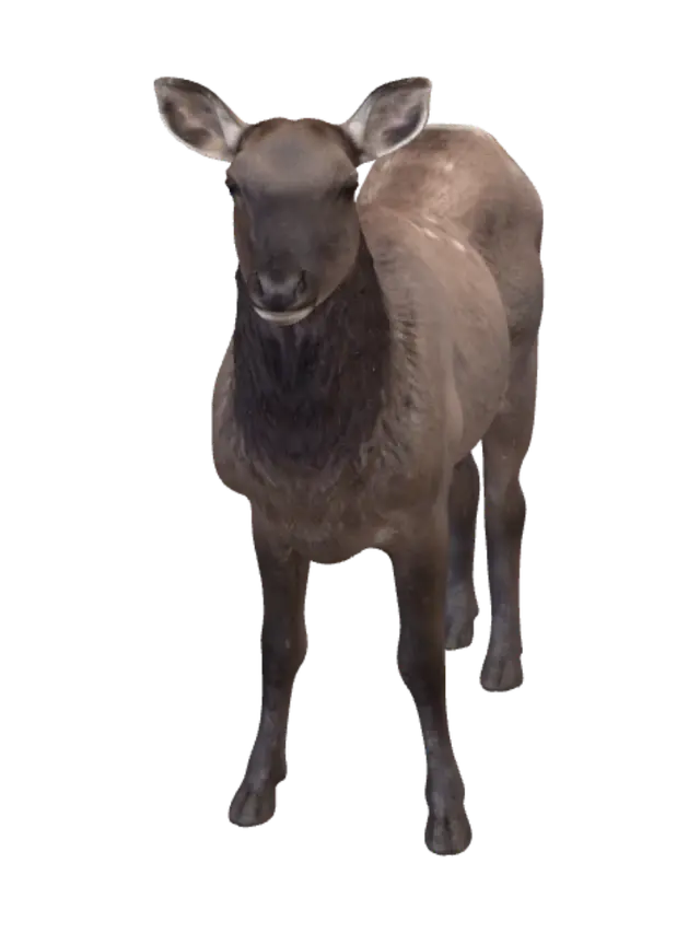3D model for Young deer in the meadow