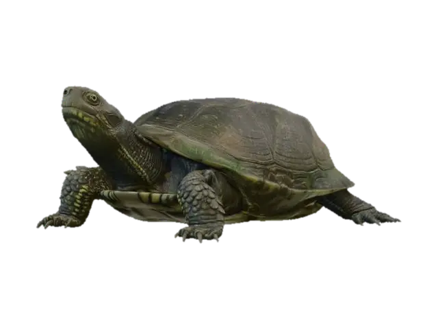 European Pond Turtle - Species 3D model, vytvořený pomocí AI