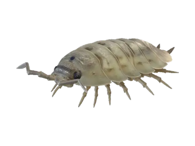 Damp Wall Isopod - Mold 3D model, vytvořený pomocí AI