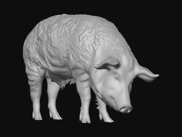 3D model for Mangalica Pig