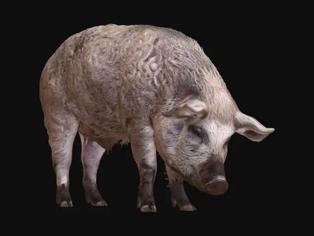 3D model for Mangalica Pig