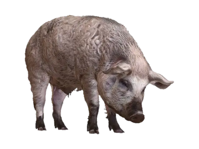 Mangalica Pig 3D model, vytvořený pomocí AI