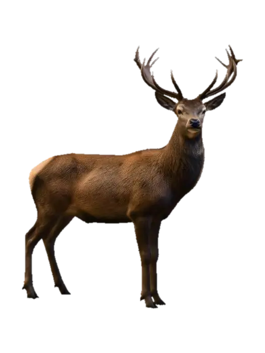 Red Deer Stag 3D model, vytvořený pomocí AI