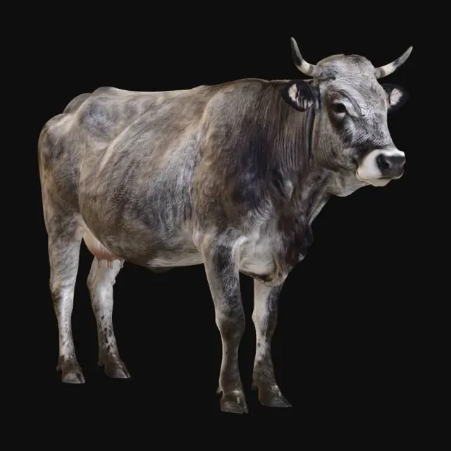 3D model for Podolian Cow