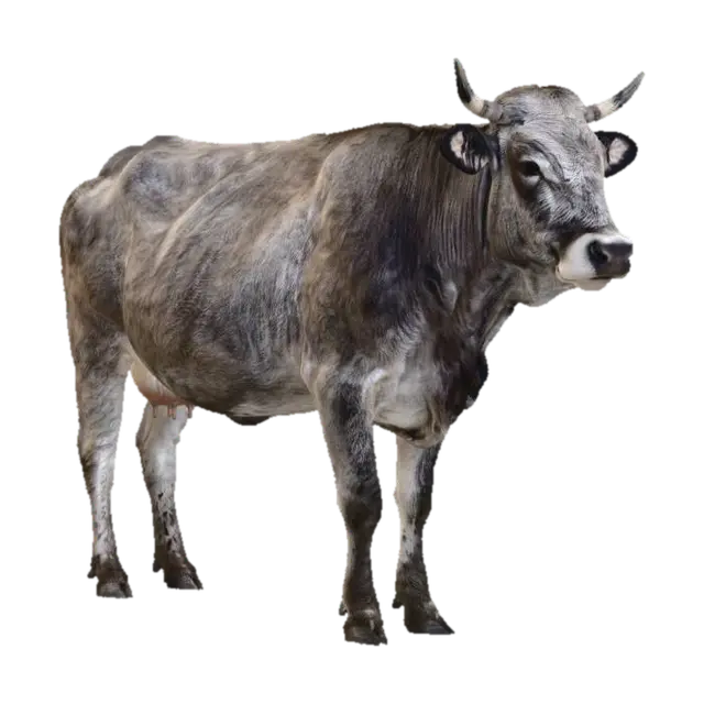 Podolian Cow 3D model, vytvořený pomocí AI