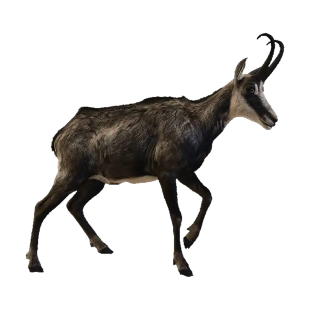 Chamois 3D model, vytvořený pomocí AI