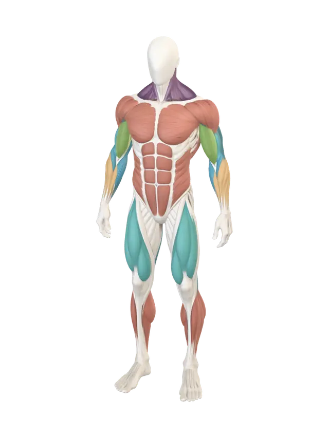 3D-модель Anterior View of the Human Muscular System - Pectorals, сгенерированная ИИ