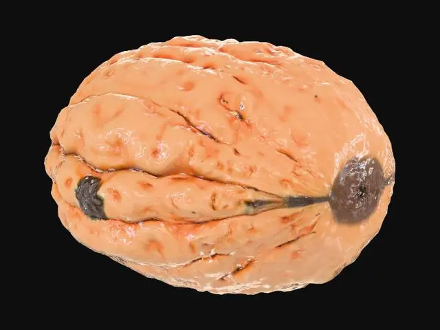 3D model for A Walnut