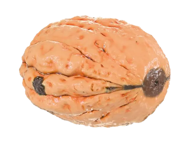 3D model for A Walnut