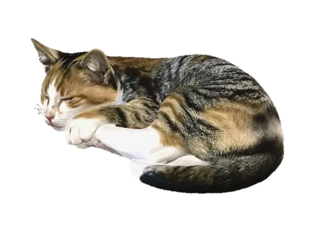 calico cat sleeping 3D model, vytvořený pomocí AI