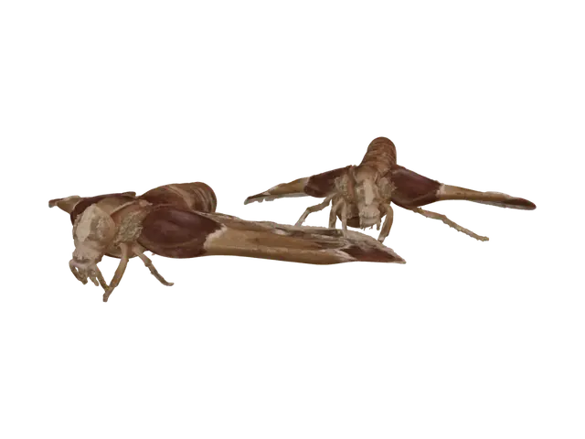 Two Patterned Moths on a White Surface - Patterns 3D model, vytvořený pomocí AI