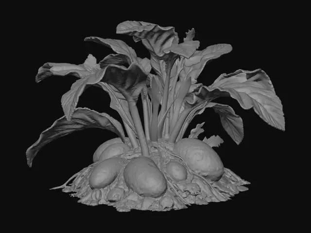 3D model for Yam plant with tubers