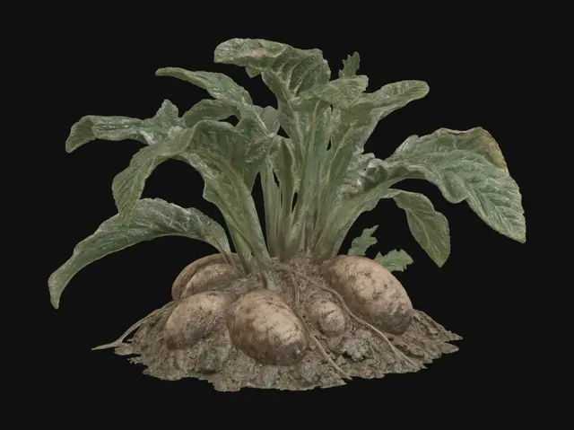 3D model for Yam plant with tubers