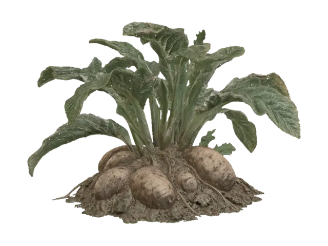 3D model for Yam plant with tubers