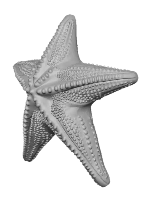 3D model for A three-dimensional model of a starfish, designed to be 3D print-ready. It features five symmetrical arms extending from a central disk, with a slightly raised, detailed upper surface showcasing texture like small tubercles or spines. The entire model is meticulously designed for printability, with clean, defined edges and smooth transitions between surfaces. Crucially, its underside is perfectly flat and planar, ensuring optimal adhesion and stability during the 3D printing process.