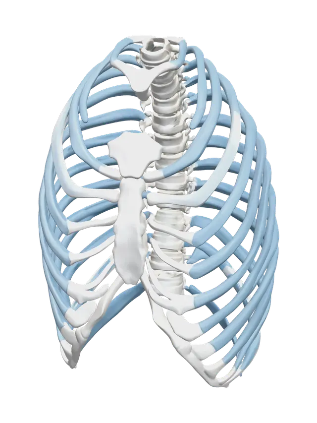 3D model for Ornate Rib Cage
