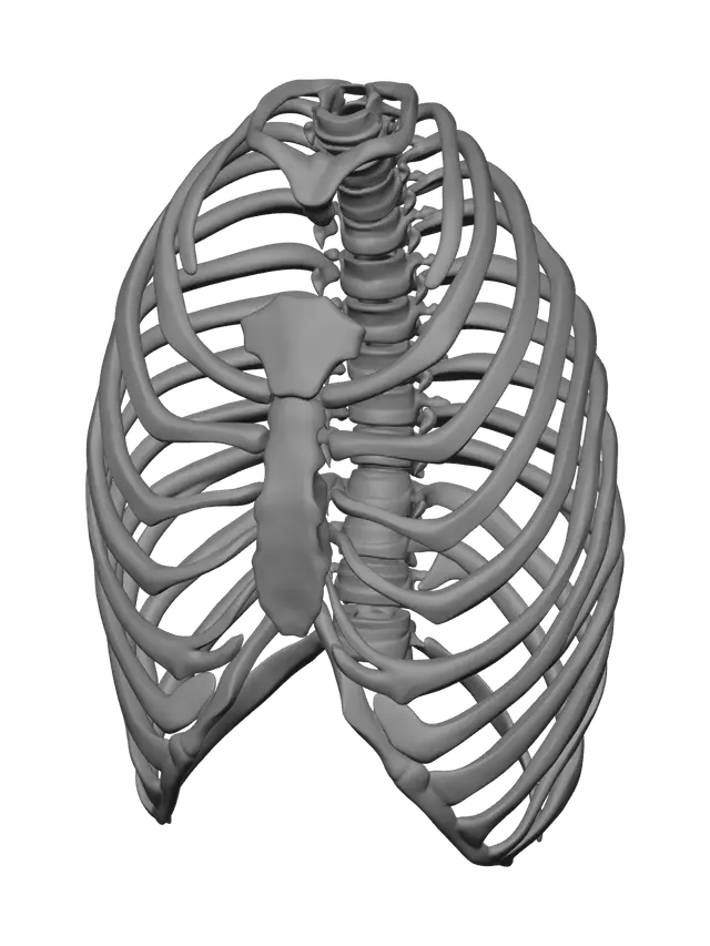 3D model for Ornate Rib Cage