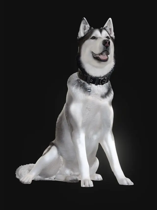 3D model for Husky by the Fence
