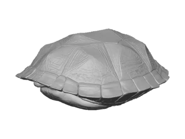 3D model for Prismatic turtle shell