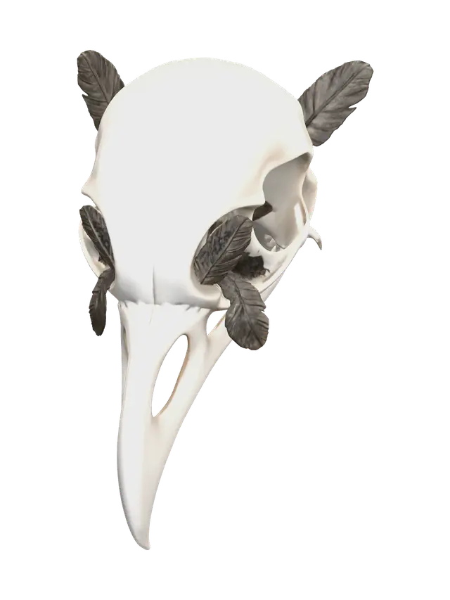3D model for Realistic Crow Skull