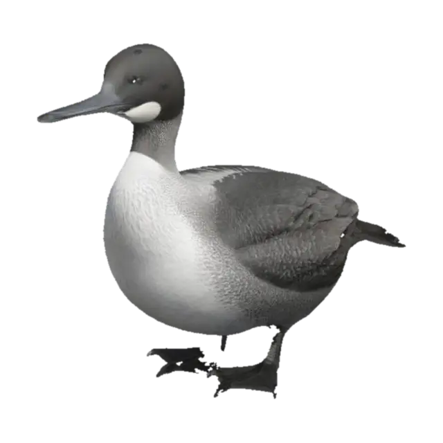 Create a 3D model of a Black-throated Loon (Gavia arctica). The bird has a long,… - Species 3D model, vytvořený pomocí AI