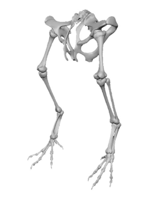 3D model for Bird Leg Skeleton