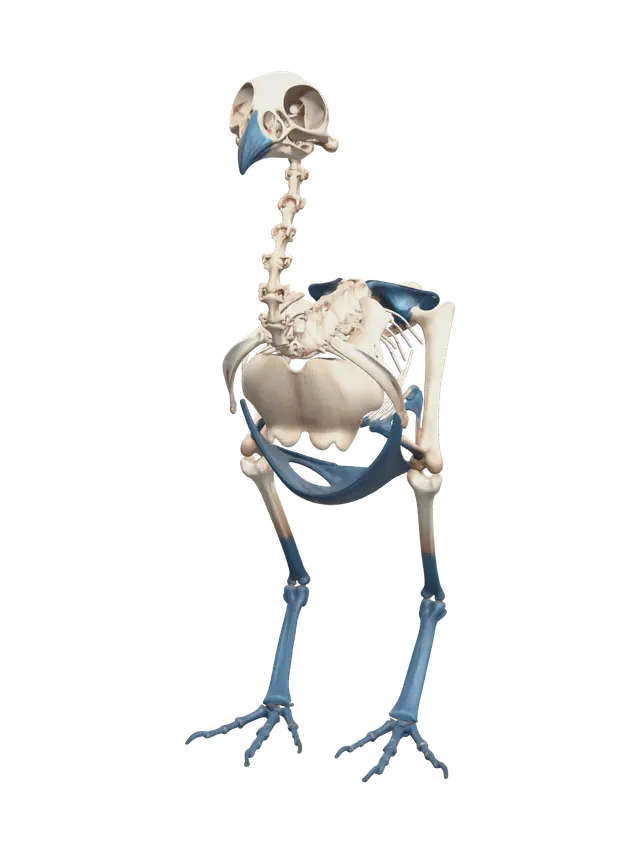 3D model for Realistic Chicken Anatomy