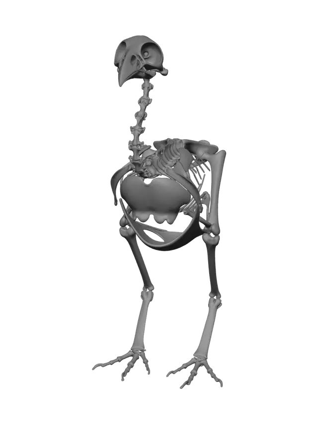 3D model for Realistic Chicken Anatomy