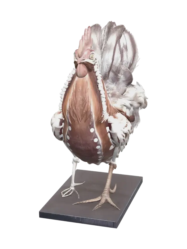 3D model for Ornate Chicken Anatomy